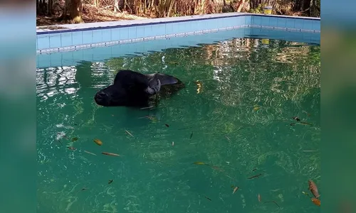 Búfalo de 500 kg cai em piscina e é retirado por bombeiros