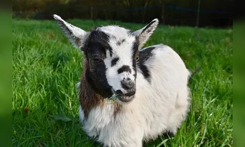 Cabritos causam discórdia entre vizinhos em Cambira