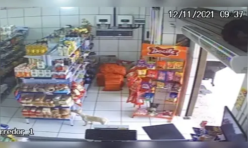 Cadela é flagrada ‘furtando’ açougue no Paraná; assista