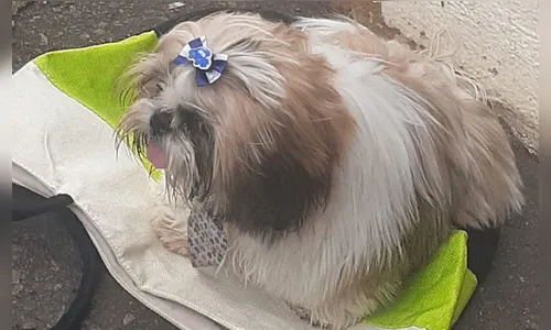 Cadela é resgatada após ser deixada trancada dentro de carro