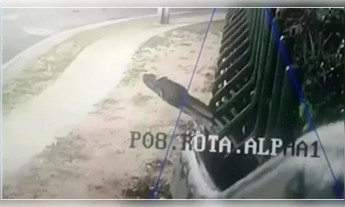 Câmera de segurança registra cobra gigante em Manaus; veja