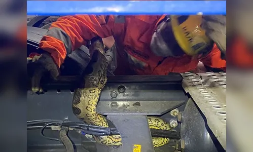 Caminhoneiro encontra sucuri de 2 metros debaixo de estepe