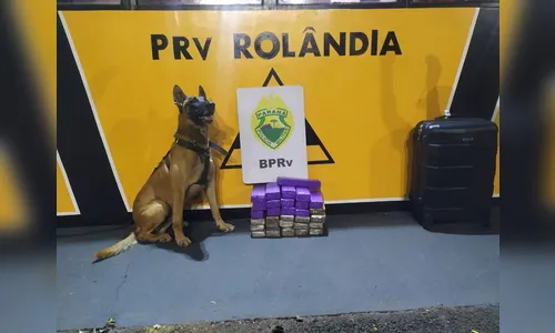 Polícia apreende 20 Kg de maconha em ônibus de passageiros