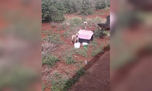 Cão é abandonado com casinha em estrada de Apucarana; veja