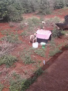 Cão é abandonado com casinha em estrada de Apucarana; veja