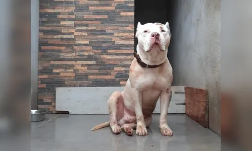 Advogado do homem preso por arrastar cachorro fala do caso