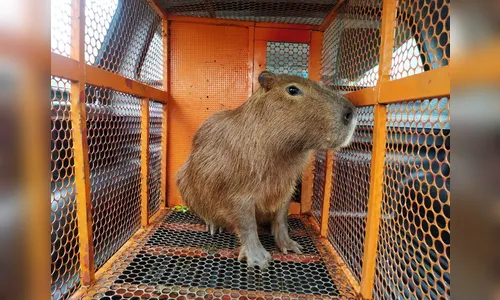 Capivara é capturada em bairro de Apucarana; assista