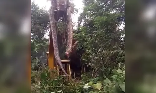 Cobra gigante é removida por escavadeira; veja