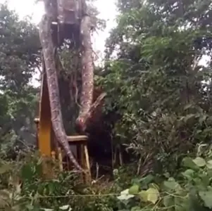 Cobra gigante é removida por escavadeira; veja