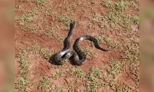 Cobra sucuri é capturada dentro de empresa em Umuarama