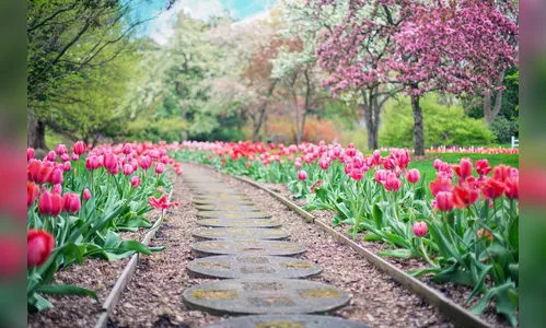 Cuide de seu jardim com carinho...