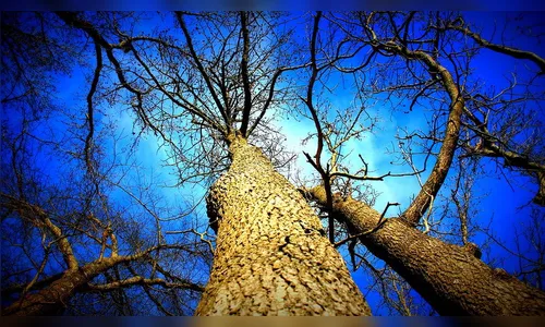 Dia da Árvore: Apucarana prepara Plano de Arborização Urbana