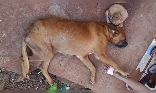 Moradora de Faxinal é detida por maus-tratos contra cães