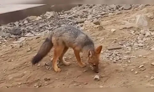 Família compra raposa pensando que era filhote de cachorro