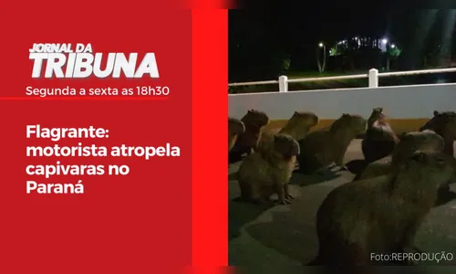 Flagrante: motorista atropela capivaras no Paraná