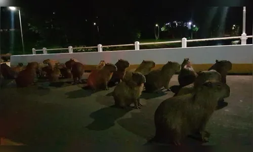 Flagrante: motorista atropela capivaras no Paraná; veja
