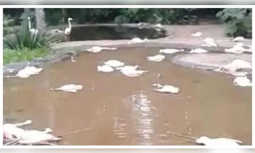 Flamingos mortos em Parque das Aves foram atacados por onças