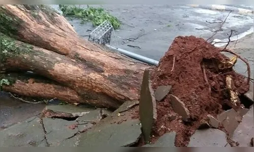 Forte vento causa estragos e queda de árvores em Arapongas