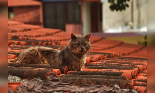 Garoto sobe em telhado atrás de gato e cai em Arapongas