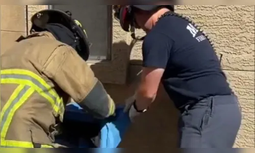 Gato que estava desaparecido é encontrado vivo em parede