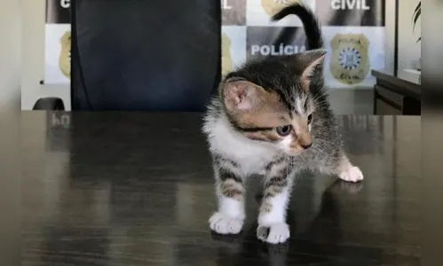 Homem adotava gatos pela internet para depois matá-los no RS