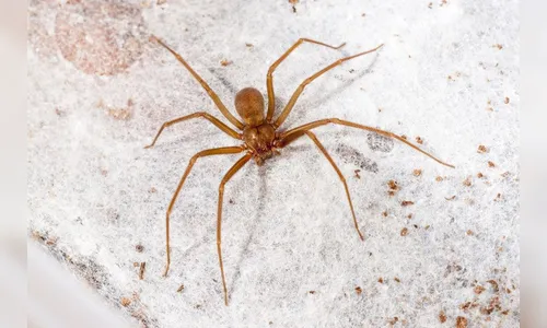 Homem de 35 anos vai parar na UTI após ser picado por aranha