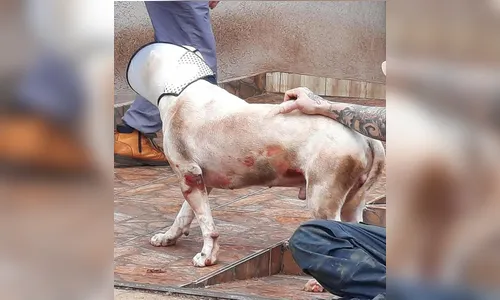 Homem é preso após arrastar e agredir cachorro no Paraná