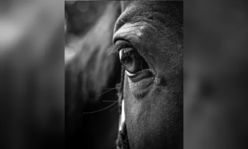 Homem é preso suspeito de estuprar duas éguas