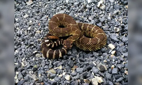 Homem leva picada de cascavel e é socorrido de helicóptero