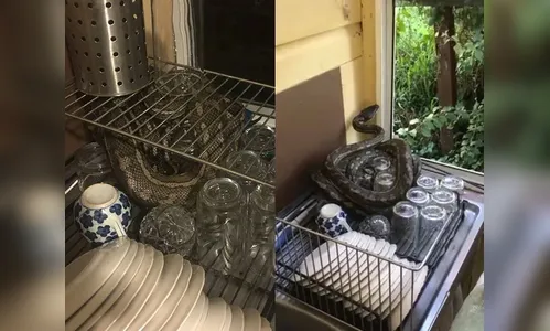 Homem se depara com cobra em escorredor ao guardar louças