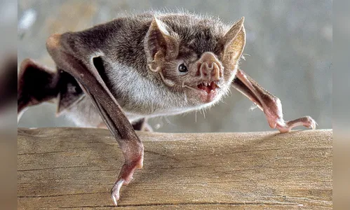 Idoso morre após ser mordido por morcego enquanto dormia