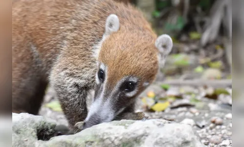 PM averigua denúncia de Quatis mortos sendo transportados