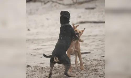 'Briga de cachorros’ gera confusão entre vizinhas