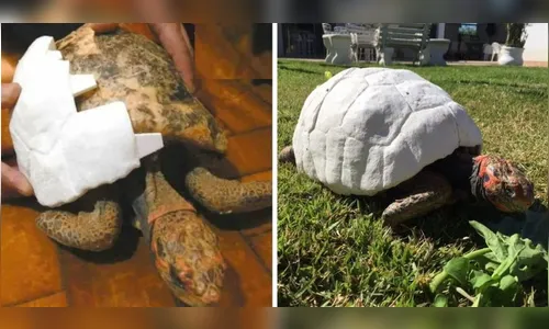Jabuti que teve casco queimado recebe prótese em 3D