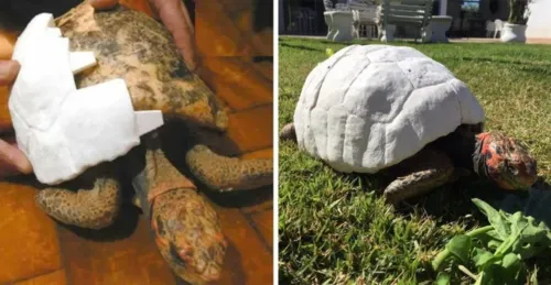 Jabuti que teve casco queimado recebe prótese em 3D