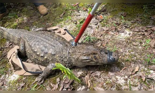 Jacaré-do-papo-amarelo é resgatado de canal no litoral do PR