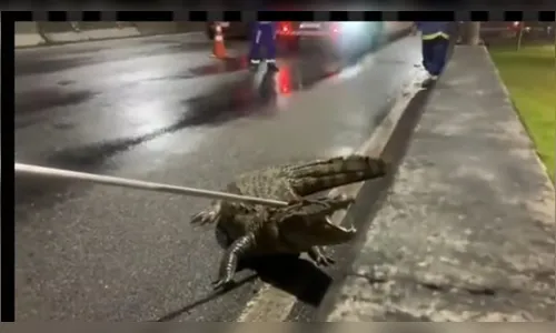 Jacaré invade via expressa na zona oeste do Rio de Janeiro