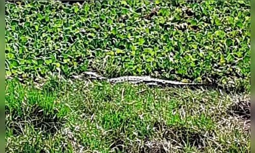 Jacaré é encontrado em caixa de contenção de água no Paraná