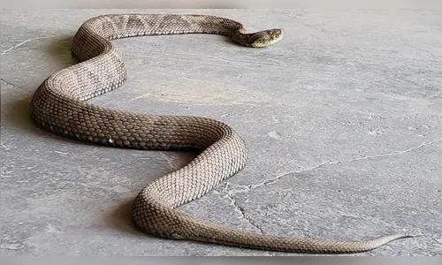 Jararaca 'gigante' é encontrada dentro de residência em SC