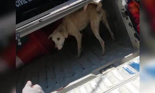 Guardas salvam cadela abandonada em palmeira na estrada