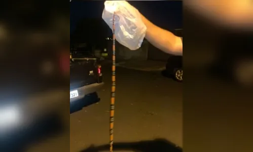 Mãe encontra cobra coral dentro de bebê conforto em Maringá