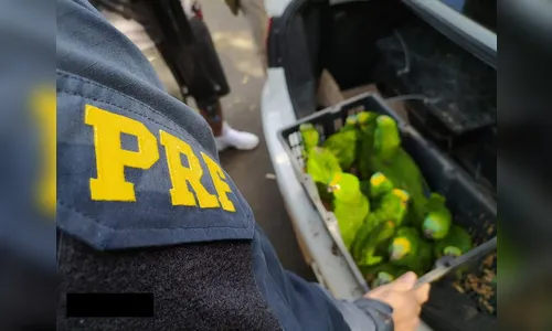 Maus-tratos: PRF apreende mais de 100 pássaros no Paraná