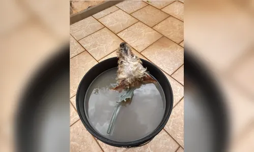 Maus-tratos: morador de Apucarana deixa cão em balde d'água
