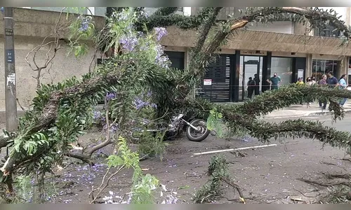 Motociclista fica ferido após ser atingido por árvore no PR