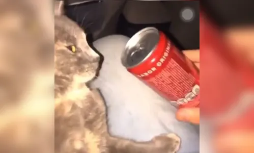 Mulher é suspeita de drogar gato com “loló”; vídeo