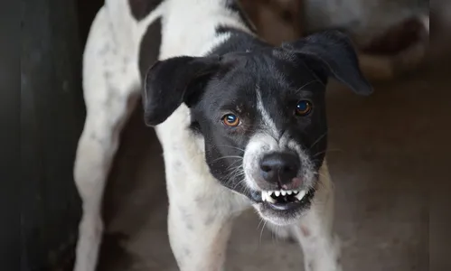 Mulher entra em quintal e é atacada por cão em Apucarana