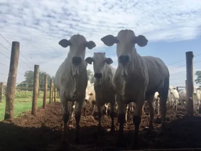 Novilhas são furtadas de Fazenda da Caixa de São Pedro