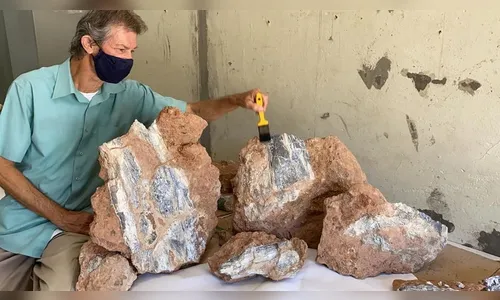 Novo fóssil de dinossauro é encontrado em obra de SP