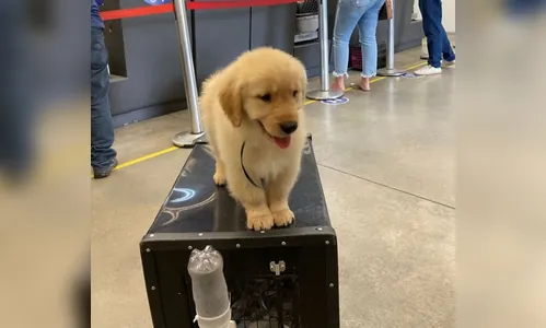Cão morre após ser levado de avião de SP para o Rio