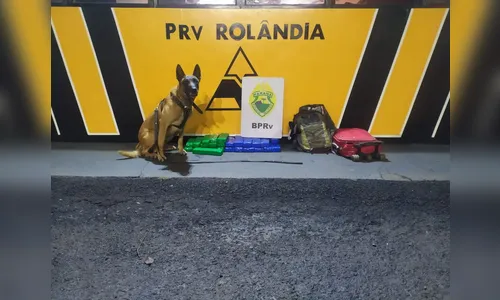 PRE apreende mais de 16 Kg de maconha em Rolândia; veja